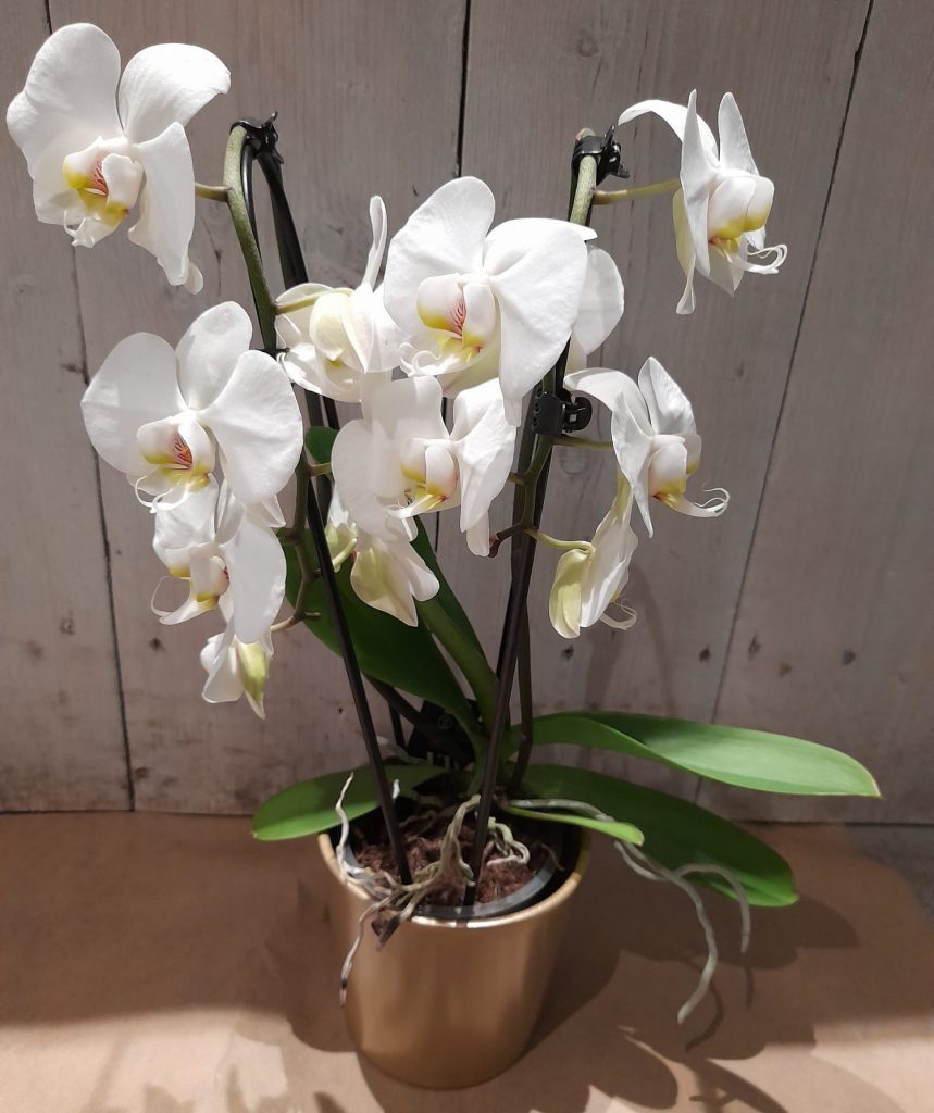 Orchidee in pot-foto